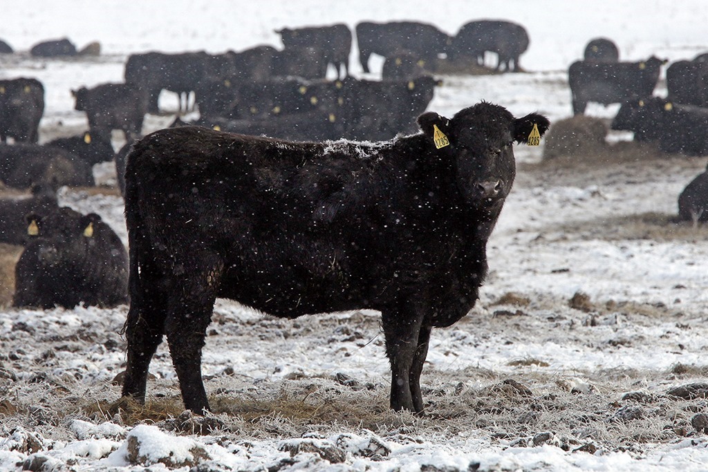 В Калининградской области начало падать поголовье крупного рогатого скота