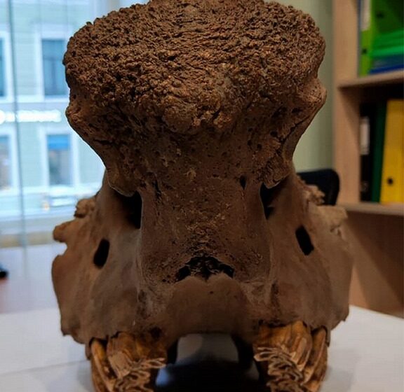 Таможенники сделали достоянием культуры череп шерстистого носорога