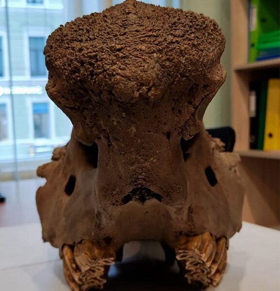 Таможенники сделали достоянием культуры череп шерстистого носорога