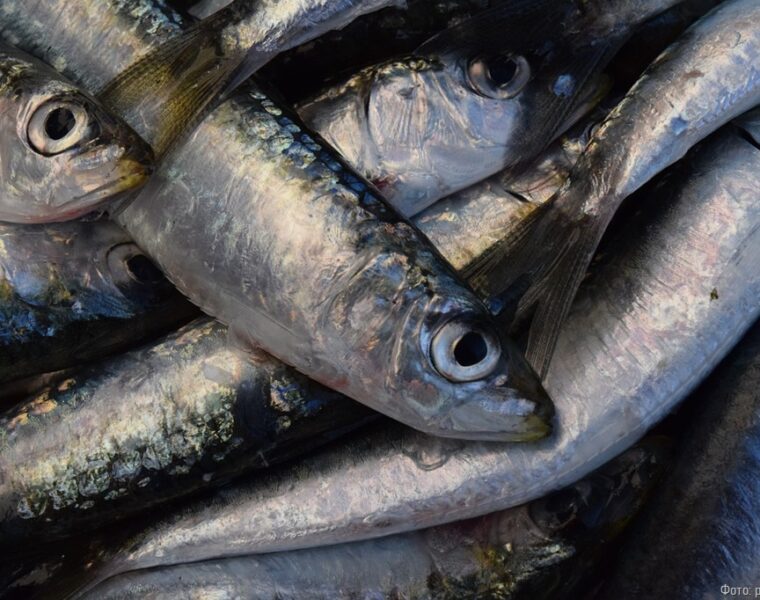 Предприниматель устроил массовую гибель рыбы в водоемах