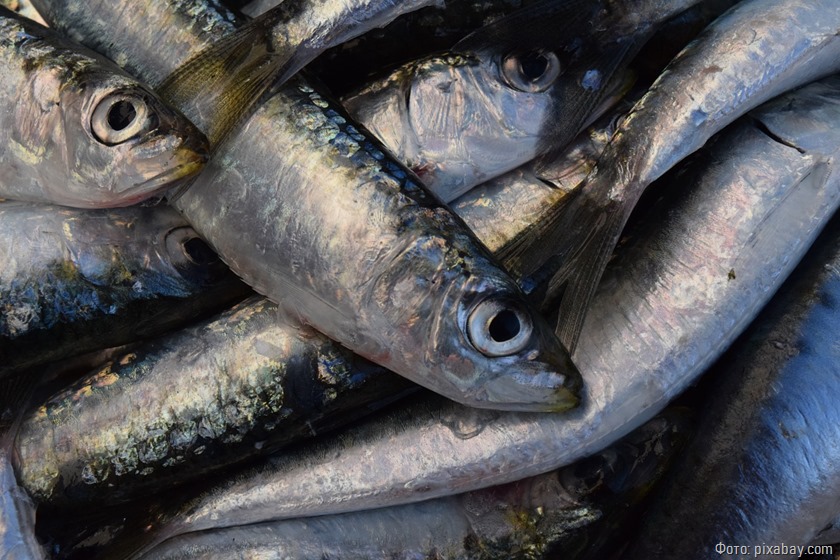 Предприниматель устроил массовую гибель рыбы в водоемах