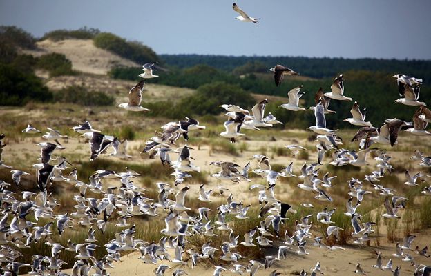Общественники озабочены угрозой массовой гибели птиц на Куршской косе