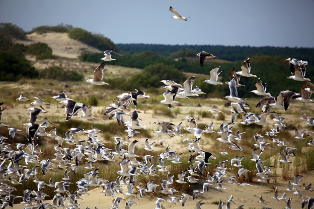 Общественники озабочены угрозой массовой гибели птиц на Куршской косе