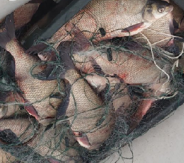 Рыбных браконьеров привлекли к ответственности