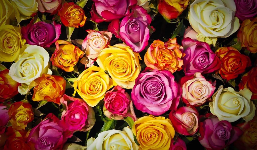 Романтик с криминальным прошлым из Калининграда украл 95 роз и 30 тюльпанов