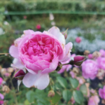 Ботанический сад в Калининграде в честь юбилея философа Канта увеличил коллекцию роз
