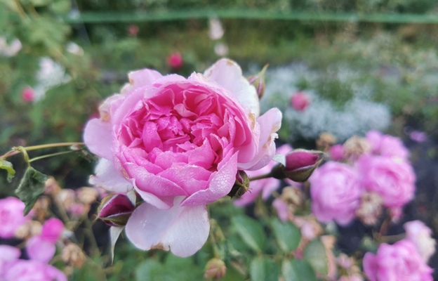 Ботанический сад в Калининграде в честь юбилея философа Канта увеличил коллекцию роз