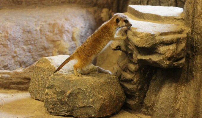 В калининградском зоопарке решен жилищный вопрос для сурикатов