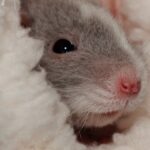 Калининградца в областной клинической больнице покусала крыса
