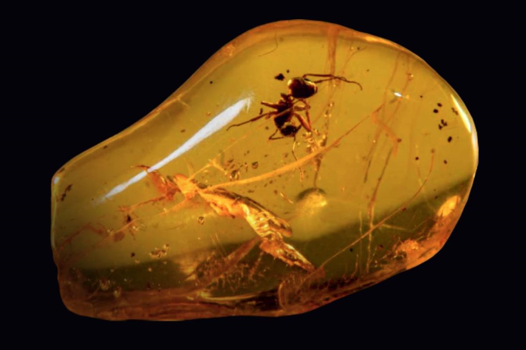 Янтарный комбинат устраивает аукцион с уникальными камнями Янтарный комбинат устраивает аукцион с уникальными камнями