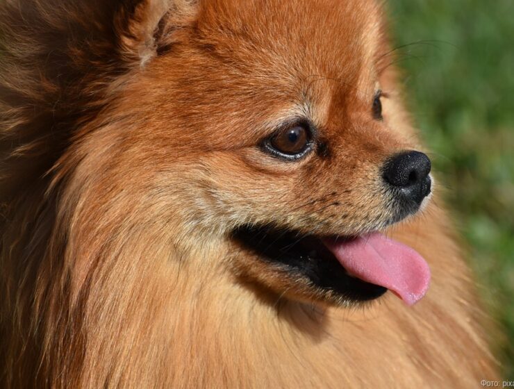 Догситтинг – комфорт и забота о вашем питомце Догситтинг – комфорт и забота о вашем питомце