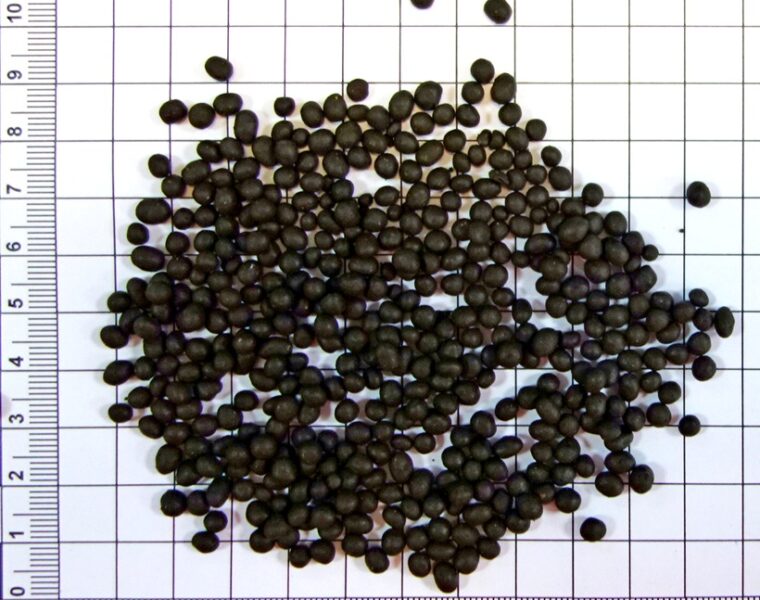 Таможенники обнаружили фуру с 1,5 тонны насвая