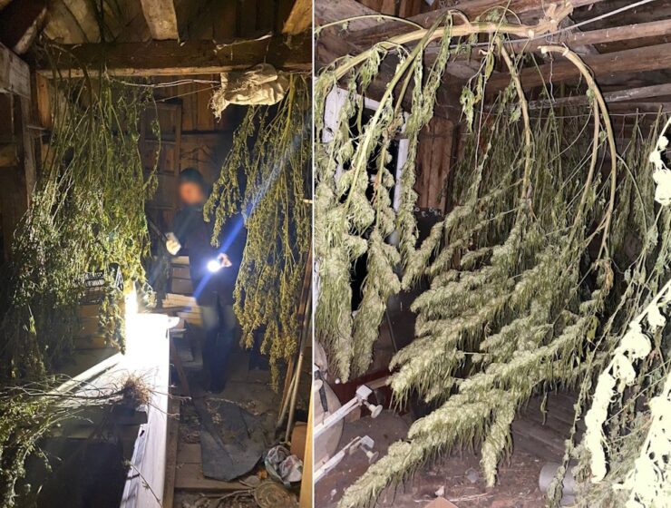 Калининградец пойдет под суд за попытку сбыта крупной партии конопли Калининградец пойдет под суд за попытку сбыта крупной партии конопли