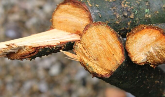 В лесах Калининградской области незаконно нарубили деревьев на 19 млн рублей