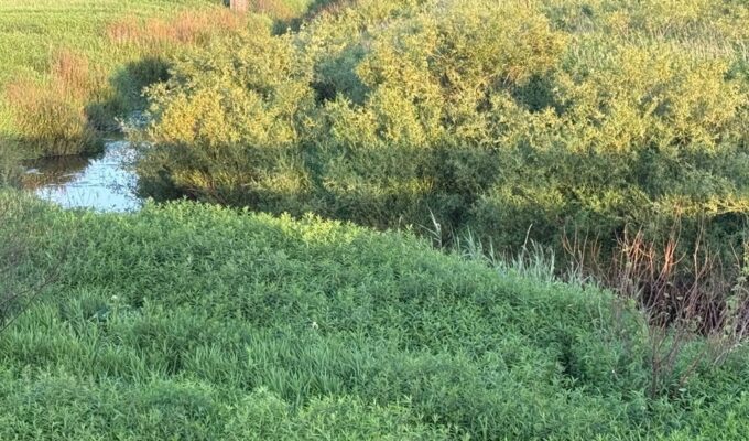 Береговая зона реки Тыльжа может вернуться в собственность государства