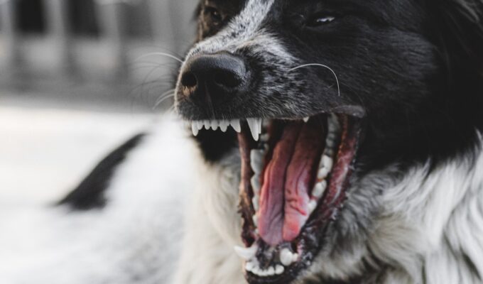 Братья-герои защитили друг друга от нападения собаки в калининградском посёлке