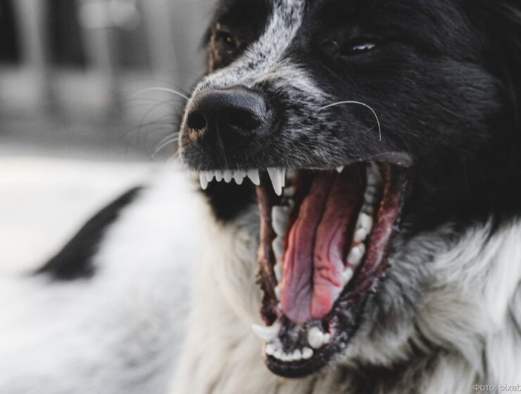 Братья-герои защитили друг друга от нападения собаки в калининградском посёлке