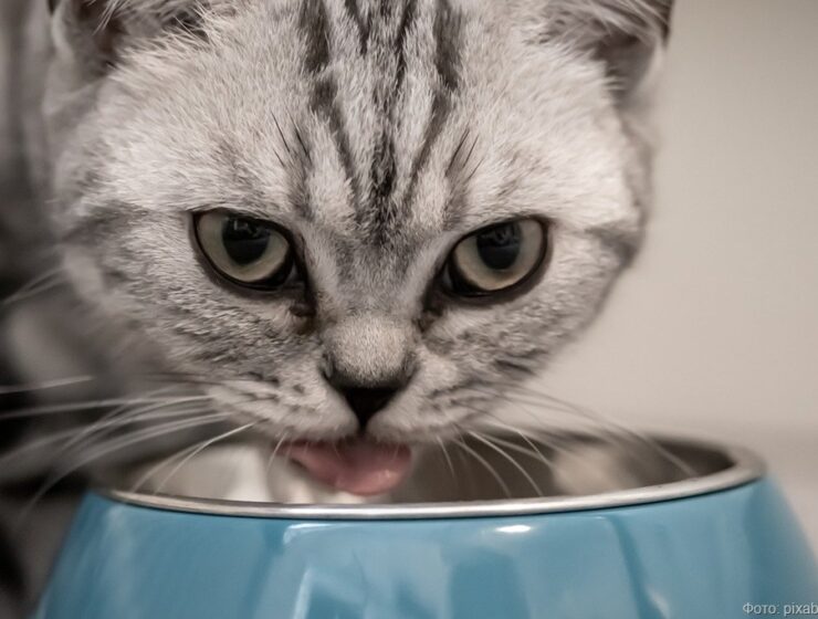 Ветеринарные услуги в Калининградской области — одни из самых дорогих в СЗФО Ветеринарные услуги в Калининградской области — одни из самых дорогих в СЗФО