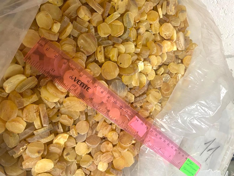 Балтийск расстался с янтарным кладом: 200 кг солнечного камня перешли государству