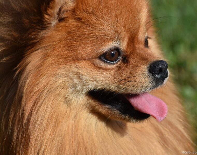 Россельхознадзор оформил более 180 домашних питомцев для путешествий из Калининграда