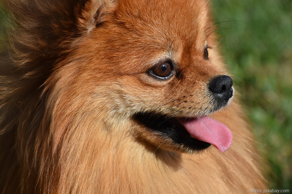 Россельхознадзор оформил более 180 домашних питомцев для путешествий из Калининграда Россельхознадзор оформил более 180 домашних питомцев для путешествий из Калининграда