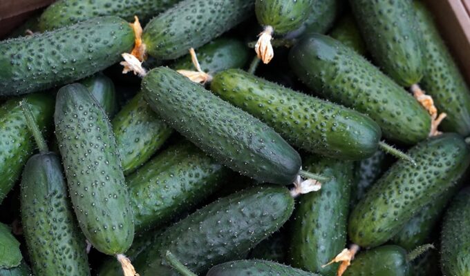 Выявлены опасные карантинные объекты в импортной продукции в Калининграде