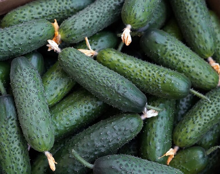 Выявлены опасные карантинные объекты в импортной продукции в Калининграде