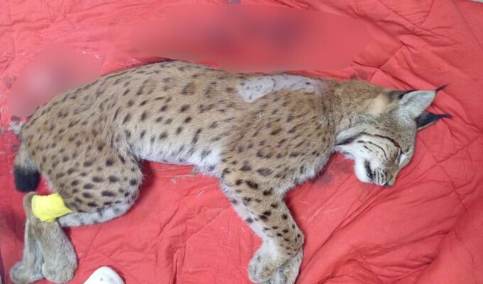 Прокуратура взяла на контроль дело о незаконной охоте на краснокнижную рысь