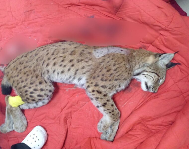 Прокуратура взяла на контроль дело о незаконной охоте на краснокнижную рысь