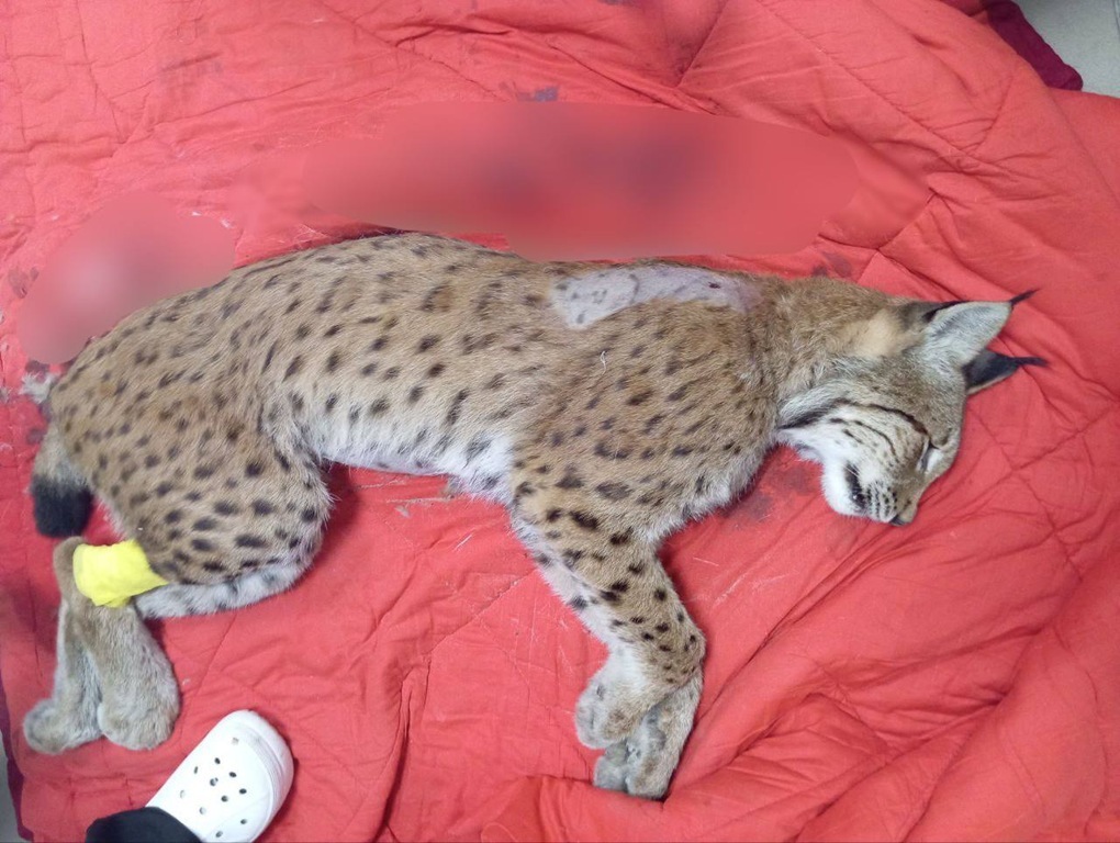 Прокуратура взяла на контроль дело о незаконной охоте на краснокнижную рысь