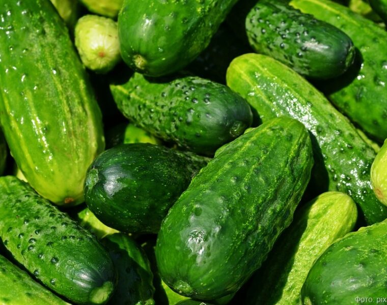 Август принес калининградцам рекордное подорожание яблок и огурцов