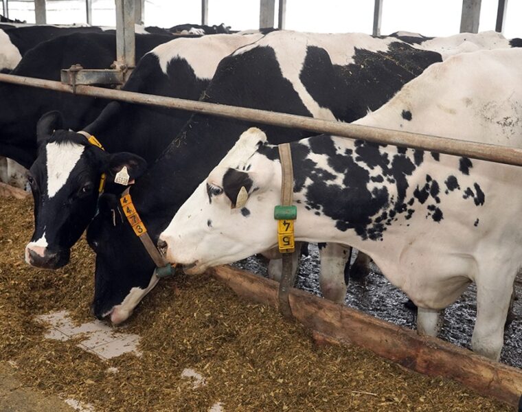 Калининградская область стала лидером России по удоям молока