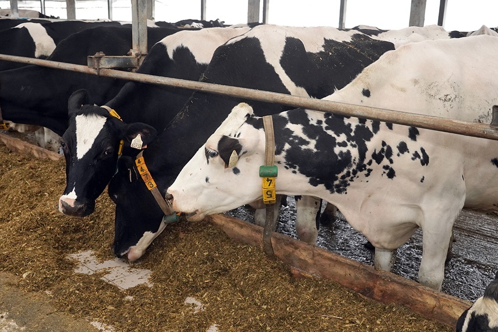 Калининградская область стала лидером России по удоям молока