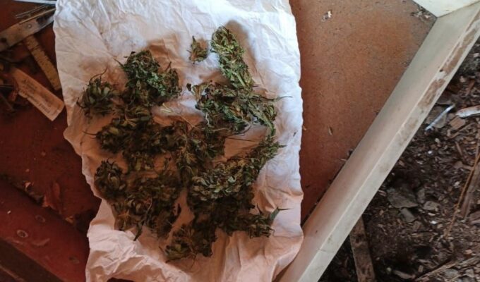 Крупная партия каннабиса изъята у ранее судимого калининградца