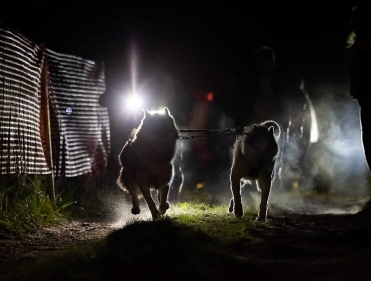 В Светлом состоялись первые ночные гонки на собачьих упряжках В Светлом состоялись первые ночные гонки на собачьих упряжках