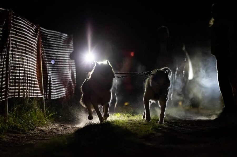 В Светлом состоялись первые ночные гонки на собачьих упряжках