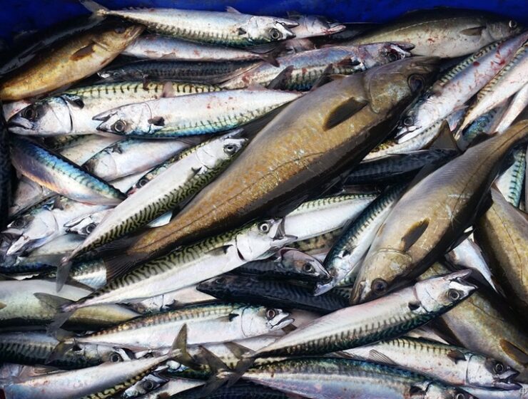 105 тонн рыбной продукции через суд пытаются признать бесхозным имуществом