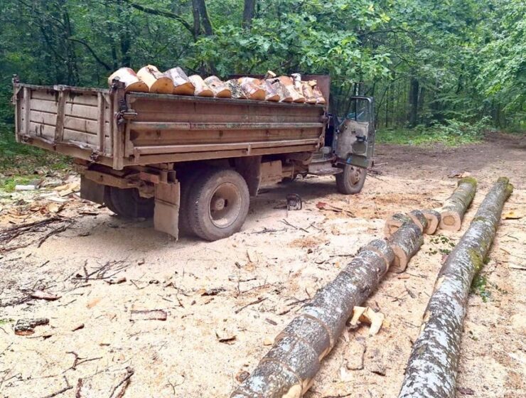 В Багратионовском районе задержаны черные лесорубы
