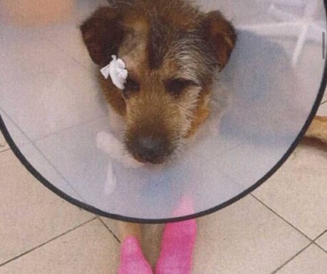 Калининградца будут судить за издевательство над бездомной собакой