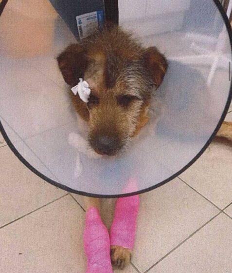 Калининградца будут судить за издевательство над бездомной собакой