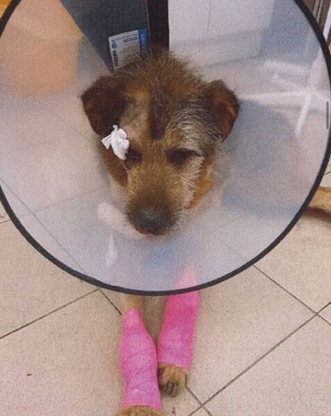 Калининградца будут судить за издевательство над бездомной собакой