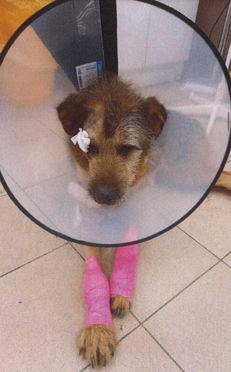 Калининградца будут судить за издевательство над бездомной собакой