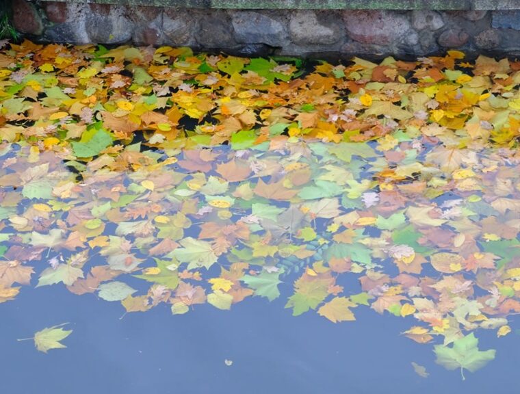 Циклон «Лотар» оставил след в Калининграде: 18 поваленных деревьев и 4 авто