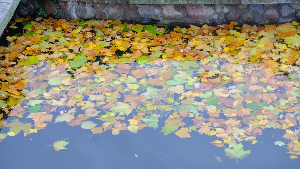 Циклон «Лотар» оставил след в Калининграде: 18 поваленных деревьев и 4 авто