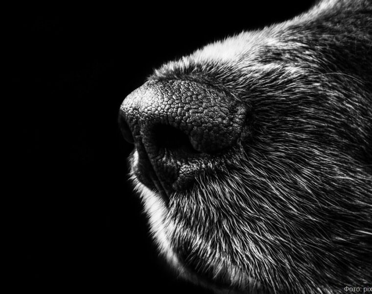 Служба ветеринарии ответит за укус ребёнка бродячей собакой