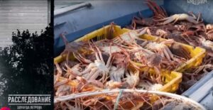 «Колючий бизнес»: как Сахалин теряет морские богатства «Колючий бизнес»: как Сахалин теряет морские богатства