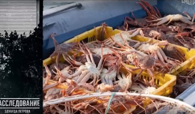 «Колючий бизнес»: как Сахалин теряет морские богатства