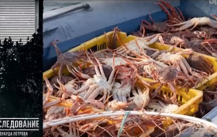 «Колючий бизнес»: как Сахалин теряет морские богатства