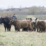 В Калининградской области запускают новый проект по производству говядины