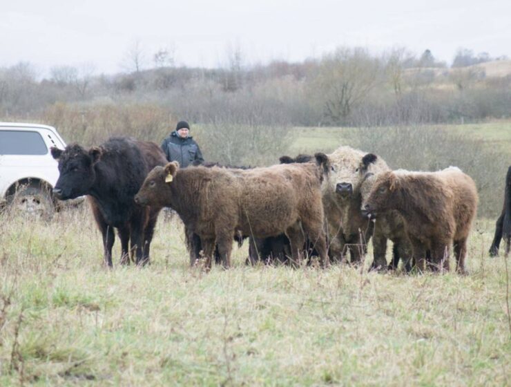 В Калининградской области запускают новый проект по производству говядины
